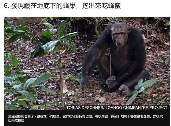 黑猩猩文化行為-越來越笨/地球上最聰明的15種動物昆蟲/黑猩