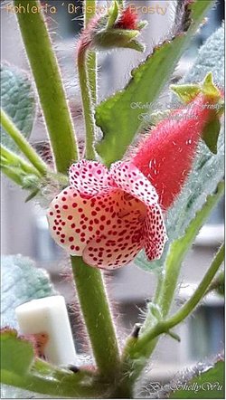 Kohleria %5CBristol%5Cs Frosty%5C 20160325_095049