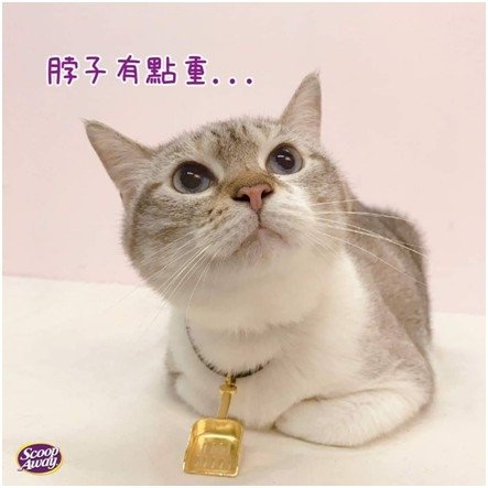 messageImage_1590730787769