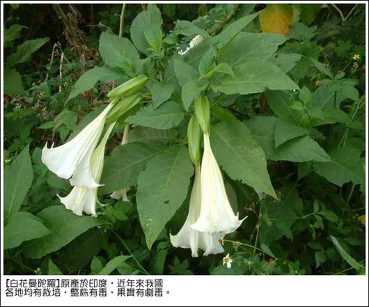 白花曼陀羅.bmp
