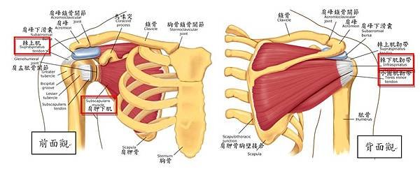 Shoulder joint 02