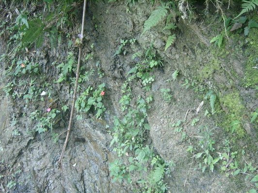 1010511內湖白石湖吊橋、忠勇山及碧山巖記錄~