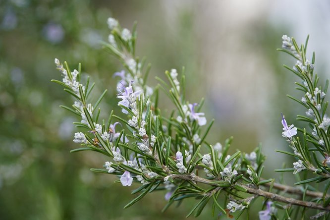 rosemary-4830385_1920.jpg