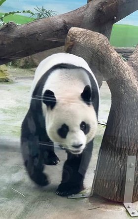 🐼台北市立木柵動物園與圓圓、圓仔近距離相遇