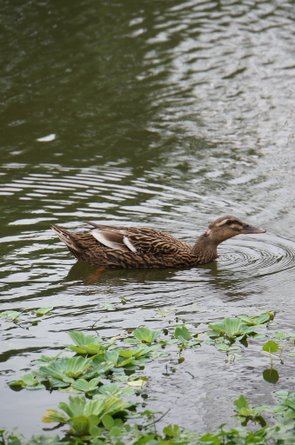 臺北好地方～大安森林公園&amp;永康隨走