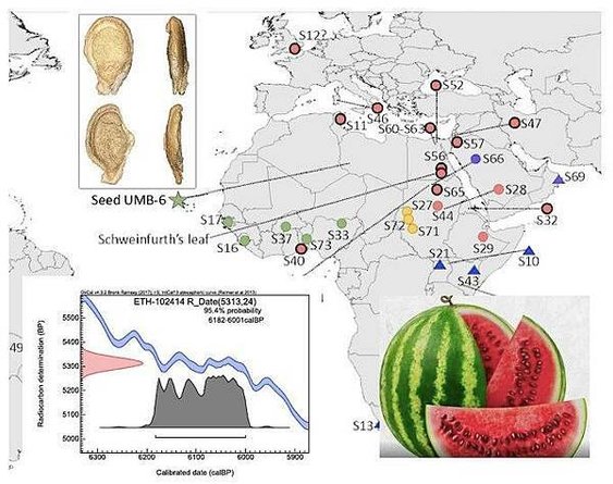 西瓜甜不甜？6000年利比亞古早人：不甜