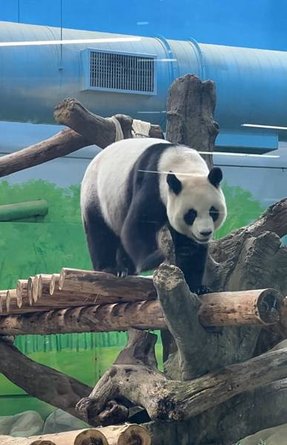 🐼台北市立木柵動物園與圓圓、圓仔近距離相遇