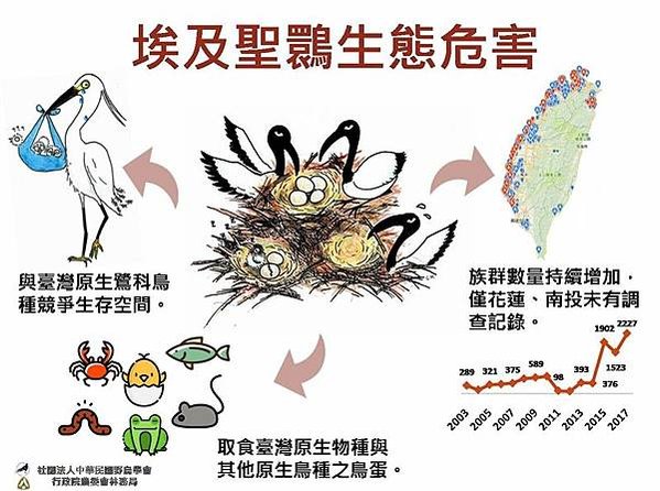 埃及聖䴉-外來入侵種襲台出動獵人射殺/埃及聖䴉，黑色嘴巴像尖