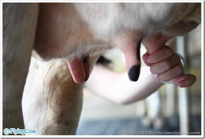 milk