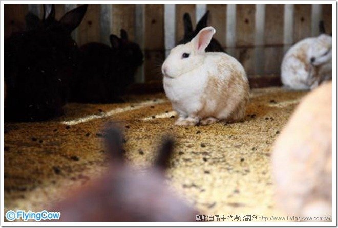 rabbit
