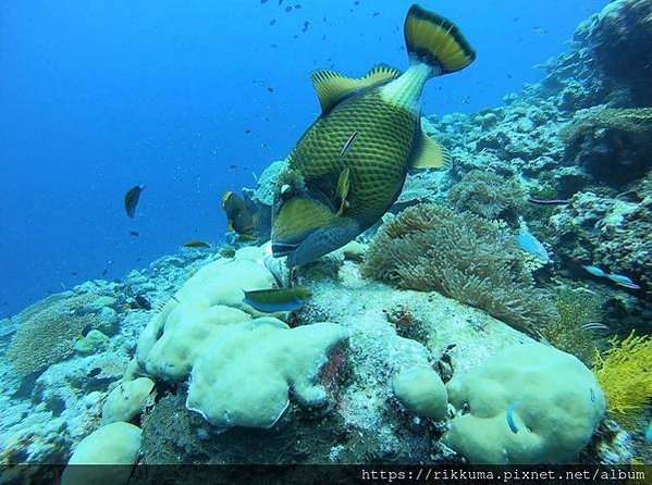 🇲🇻 馬爾地夫Maldives❣渡假日記 (上)