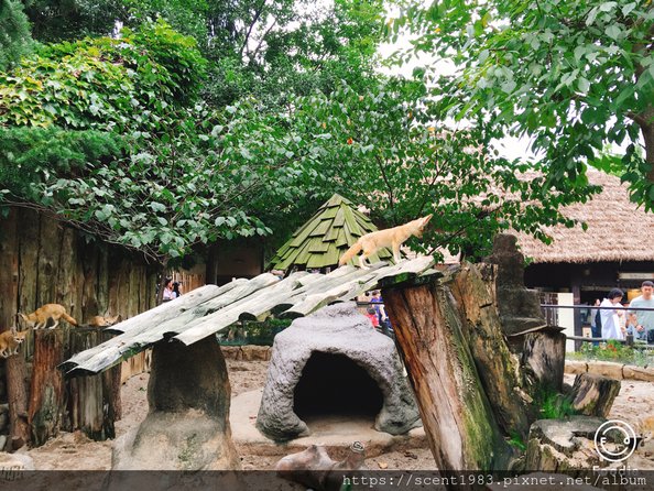 【國外旅遊】韓國「愛寶樂園Everland」全球最陡木軌雲霄