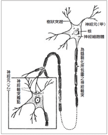 KEN靈性教學  人生每一刻當下的選擇都將建立大腦神經和