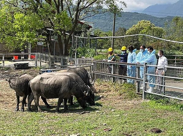 「水牛精神」水牛伯沒架子髒兮兮挖水溝 網友感動淚推/「雖敗猶