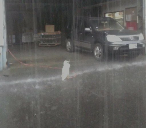 鴨子聽雷/鴨子避雨/鴨仔聽雷指鴨子聽到雷聲，並不知道是怎麼回