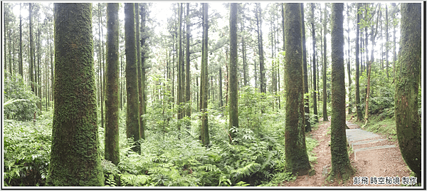 東眼山國家森林遊樂區