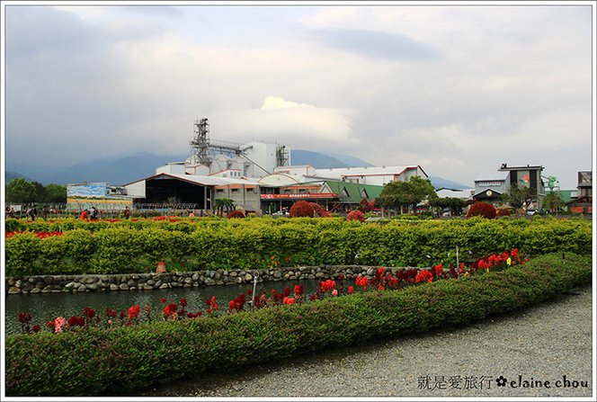 池上鄉農會四季花海18.jpg