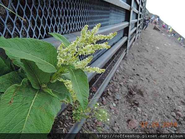 0505-016前方登山團滴高山導遊停下來介紹....不過是機哩咕嚕滴日文.其中奧妙只可意會不可言傳啦!!.JPG