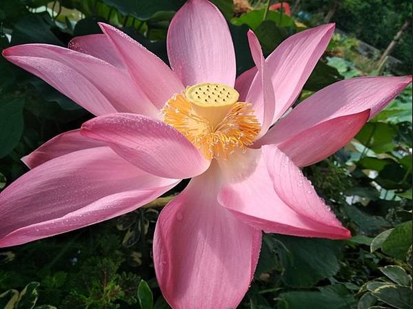 20200725蓮花