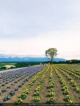 【北海道】D3- D4（租車事宜、富良野、美瑛町）