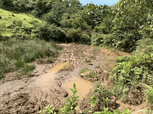陽明山有3個牛群，分別在擎天崗、頂山石梯嶺與磺嘴山，這些牛已