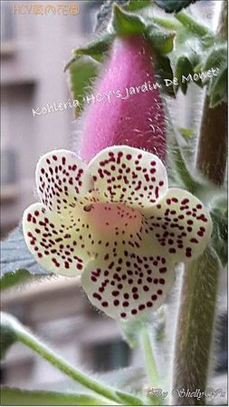 Kohleria %5CHCY%5Cs Jardin De Monet%5C  莫內花園 20160325_094806