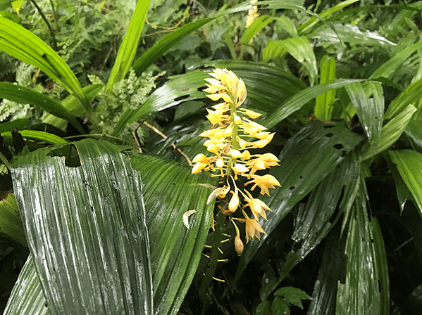 台灣根節蘭花開尾聲