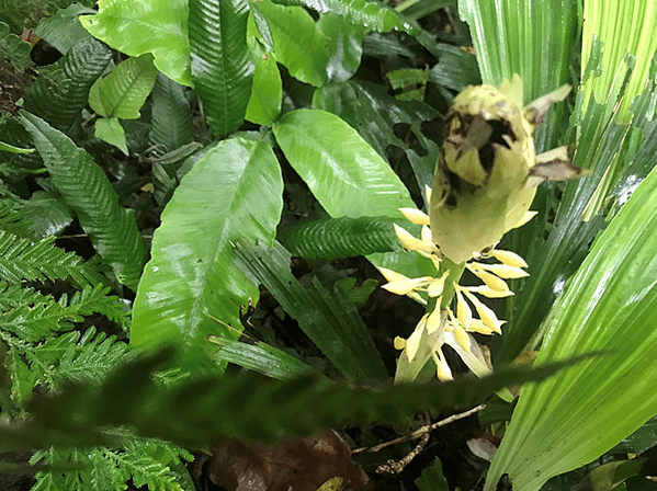 台灣根節蘭花開尾聲