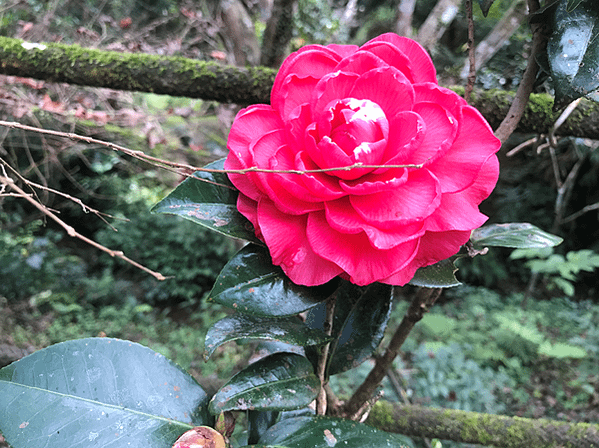 茶花西楚霸王