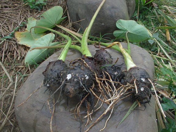 新竹市安親班-自然探索植物的身體(3上自然)