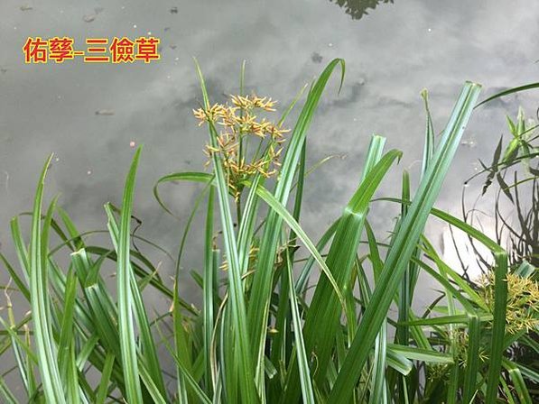 新竹市安親班-自然探索植物的身體(3上自然)