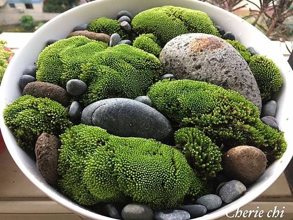 Moss Fairy  墜入青苔界的精靈