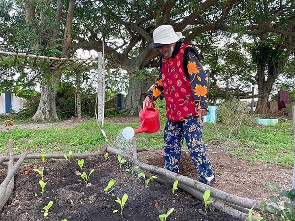 圖說：台東長者在伊甸長濱不老農場種植有機蔬菜。