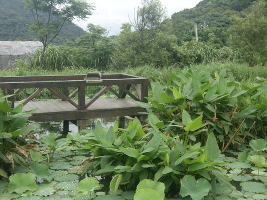 1010511內湖白石湖吊橋、忠勇山及碧山巖記錄~