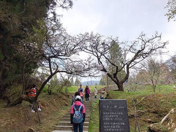 阿里山