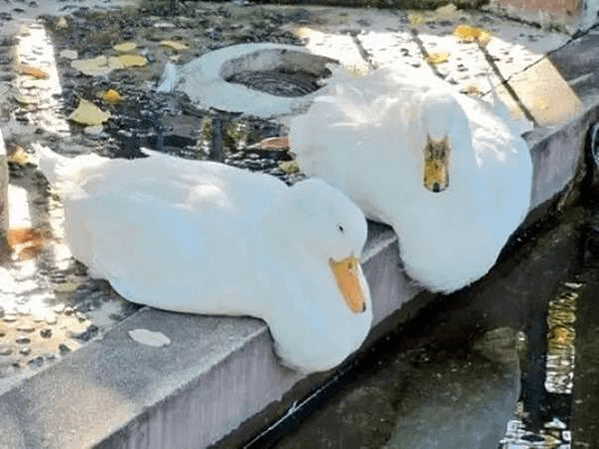 【解說】「你有貓餅ㄇ」啥？