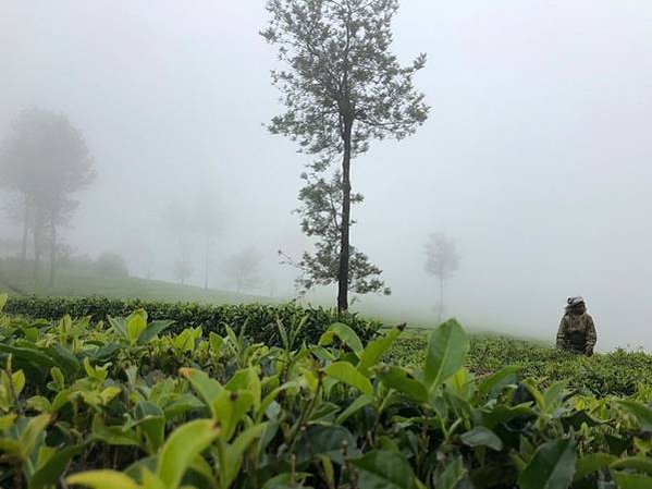Lipton’s Seat與泰米爾採茶婦女