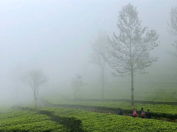 Lipton’s Seat與泰米爾採茶婦女
