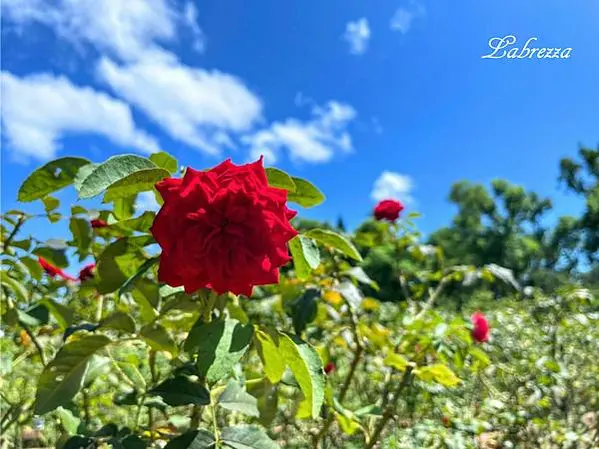 士林萬麗-106
