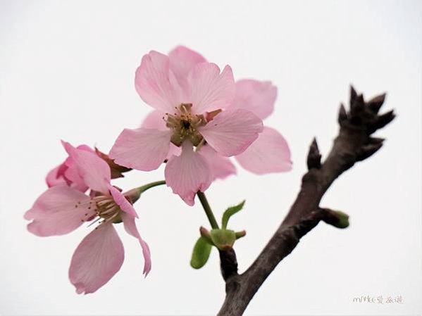 IMG_0011-1