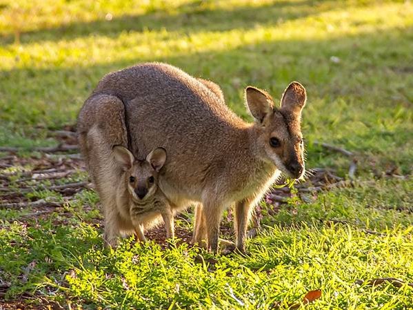 wallabies-4228258_1920