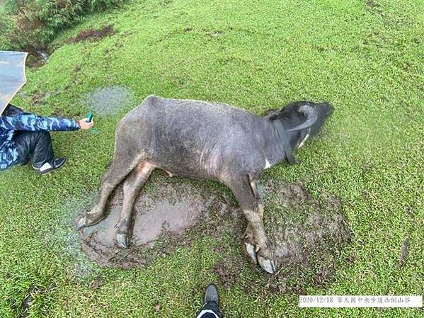 黃牛/水牛皮厚、汗腺極不發達，熱時需要浸水散熱，所以得名水牛