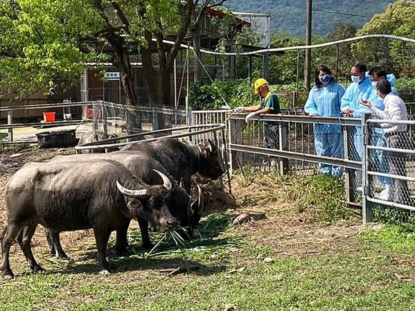 「水牛精神」水牛伯沒架子髒兮兮挖水溝 網友感動淚推/「雖敗猶