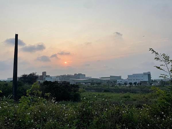 湖口大園山陣地，發現百年老樹群-木麻黃，拯救老樹-請縣政府固