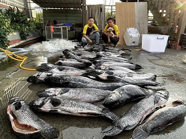 日月潭魚虎大爆發 投縣電擊獵捕魚虎肆虐8公斤超大「兇猛魚虎」