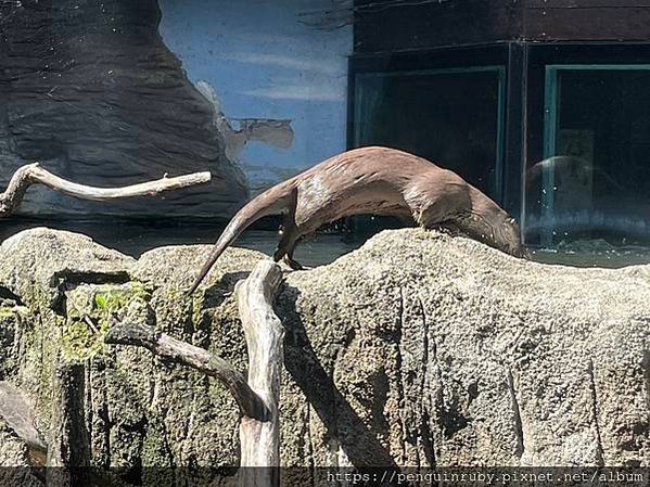 捷克｜親子/朋友都合適，來國外也要逛沒有任何遮蔭的動物園 Z