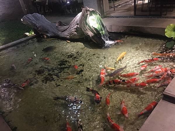 人本自然七彩神仙魚主題餐廳 鯉魚