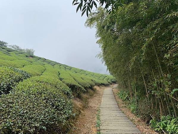 雲之南道-茶園