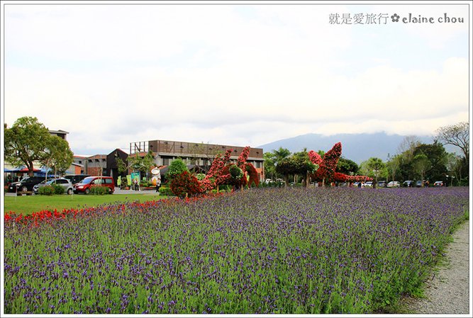 池上鄉農會四季花海12.jpg