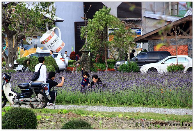 池上鄉農會四季花海13.jpg